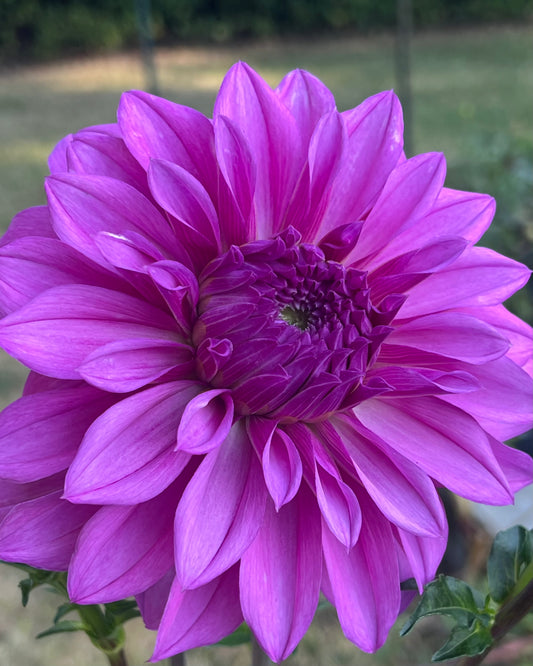 'Hollyhill Gordon' Tuber
