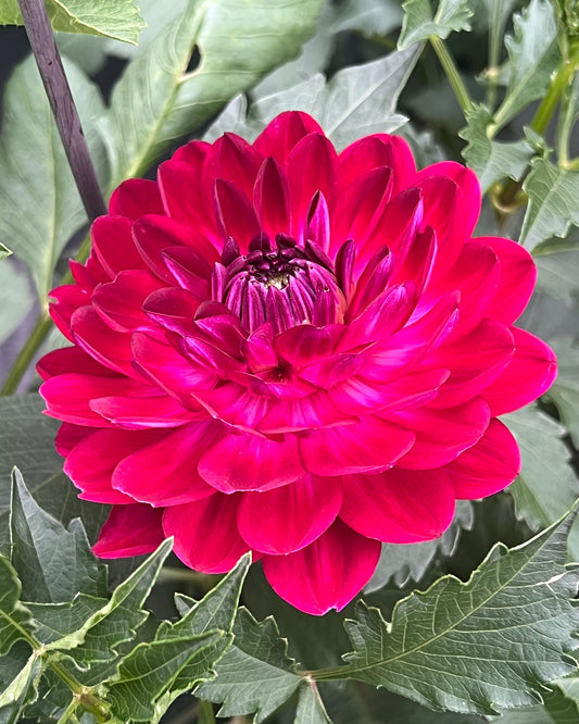'Sandia Bertha' Tuber
