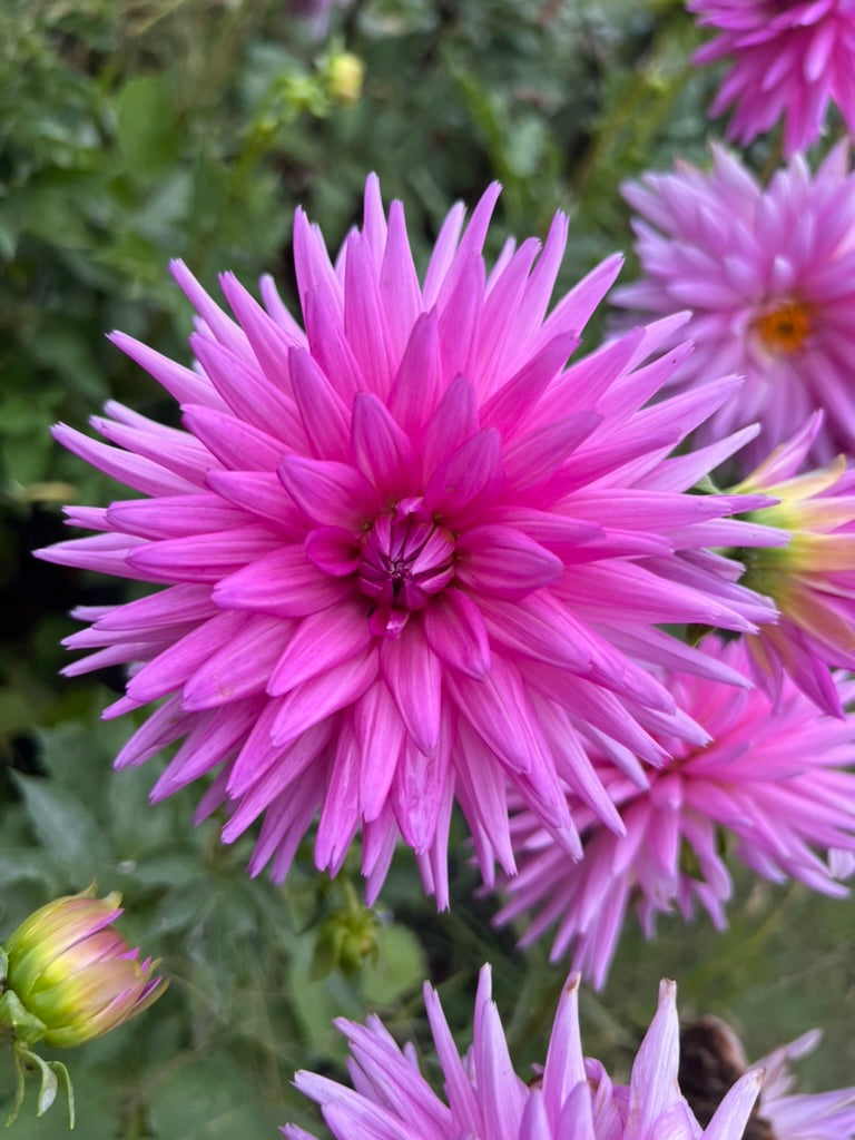 'Maks Sorbet' Tuber