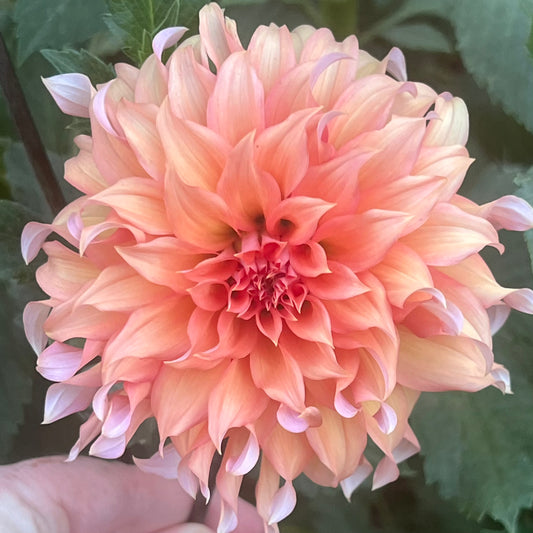 'Tahoma Tailspin' Tuber