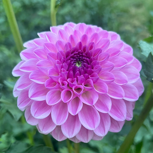 'Barbarry Forum' Tuber