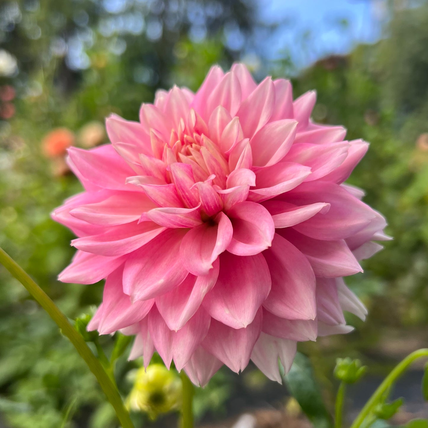 'Lee's Rosalyn' Tuber