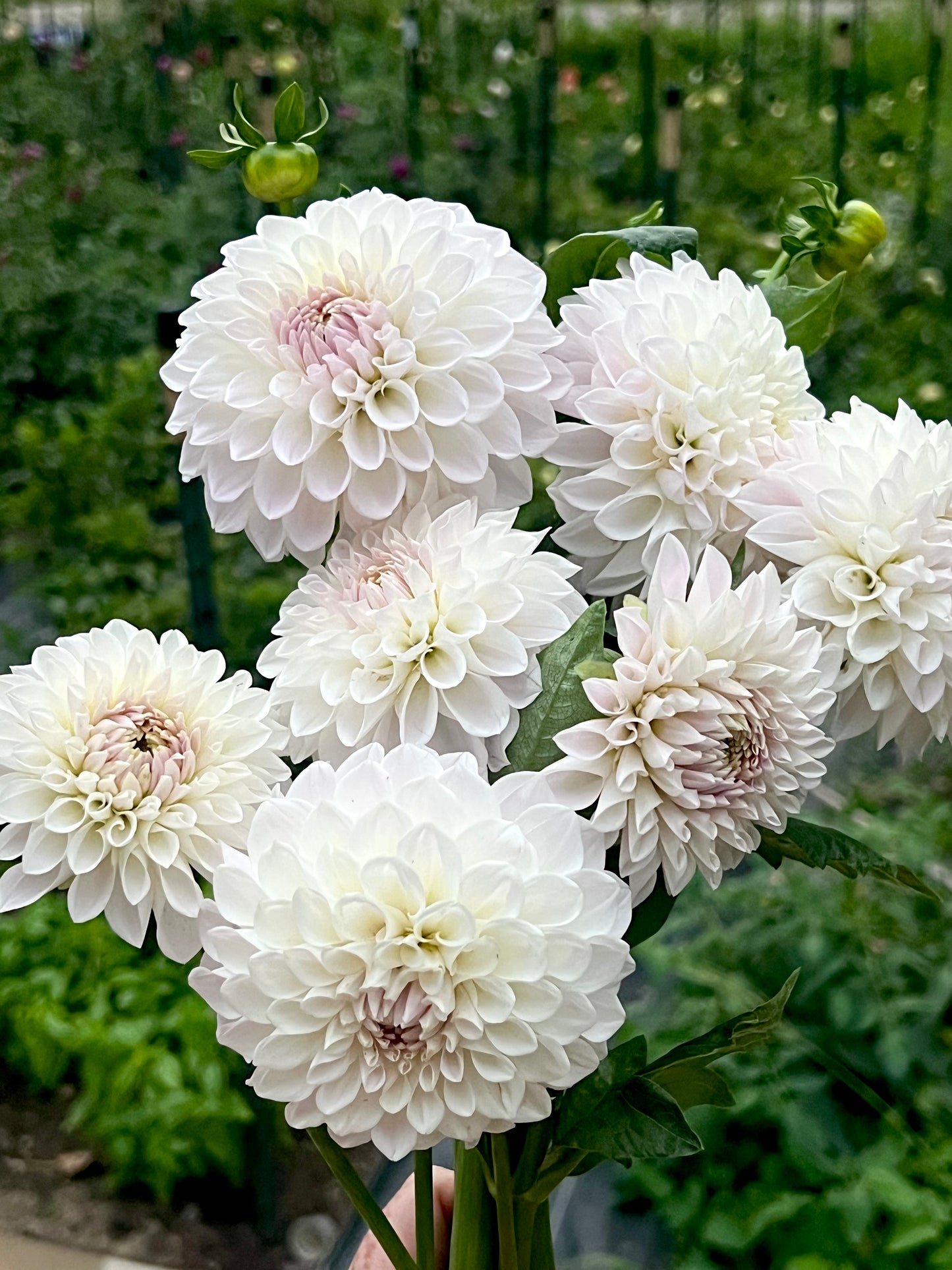 'Lakeview Premier' Tuber