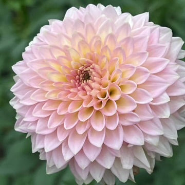 'Vista Kestyn' Tuber