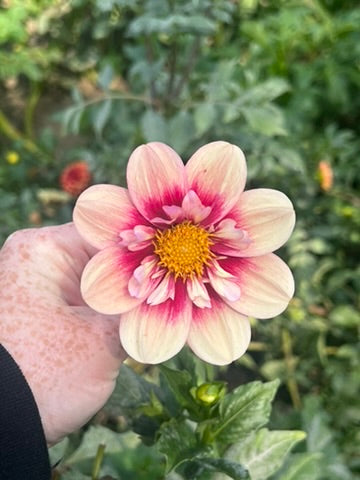 'Rhubarb and Custard' Rooted Cutting