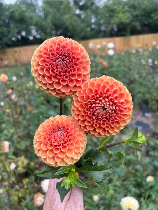 'Cornel Bronze' Tuber