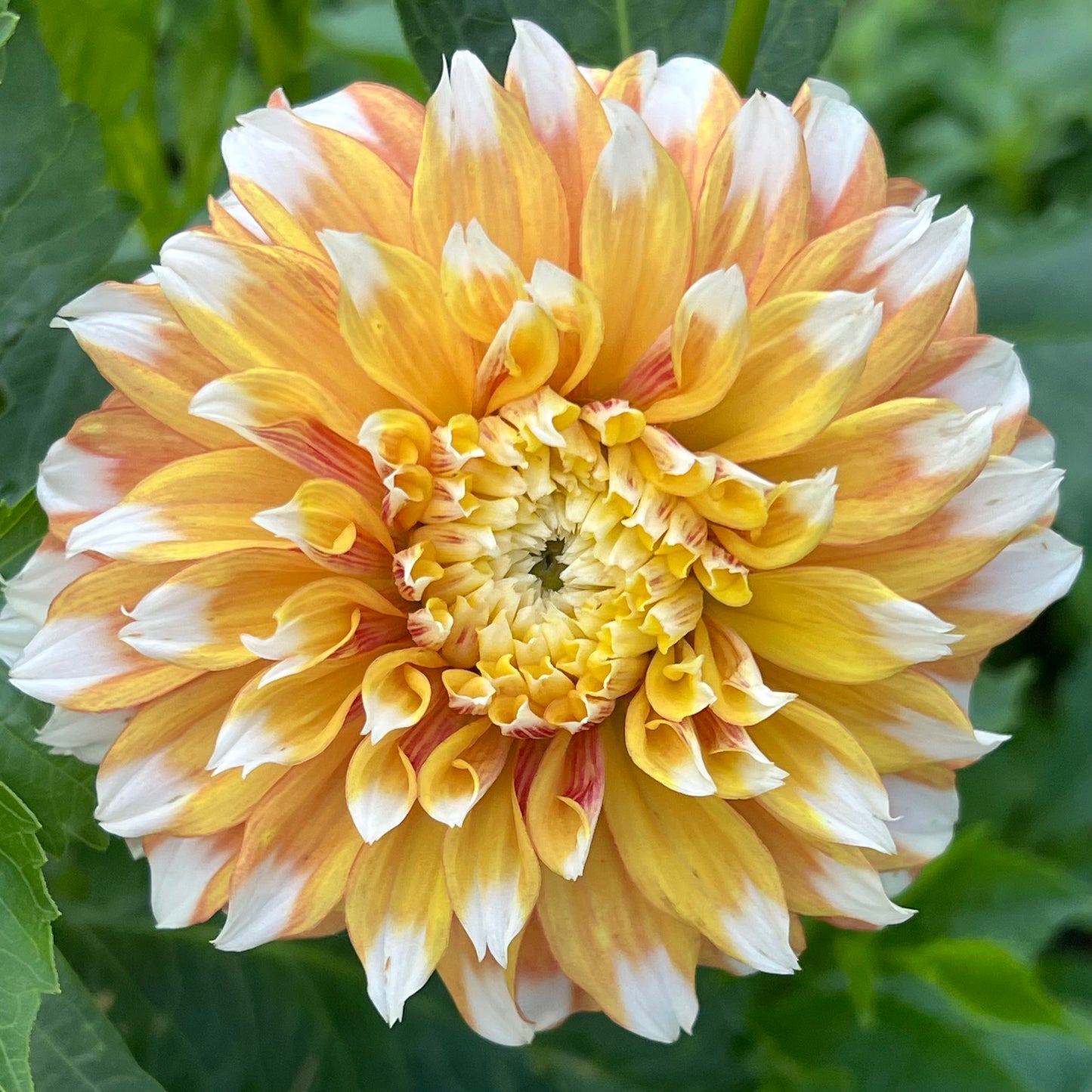 'Bloomquist Candy Corn' Tuber