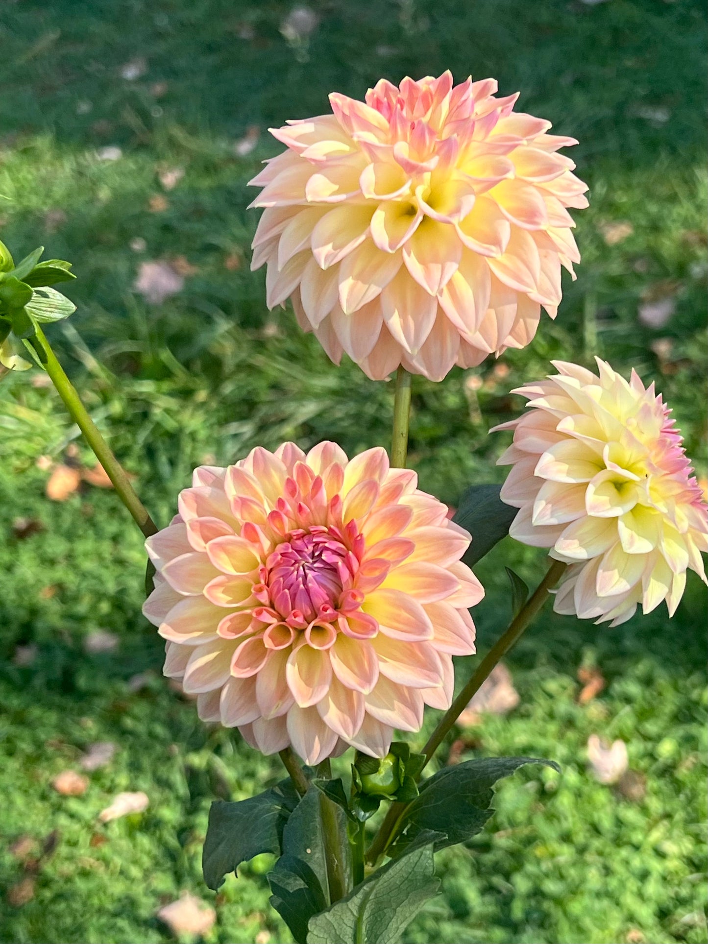 'Bloomquist Alan' Tuber