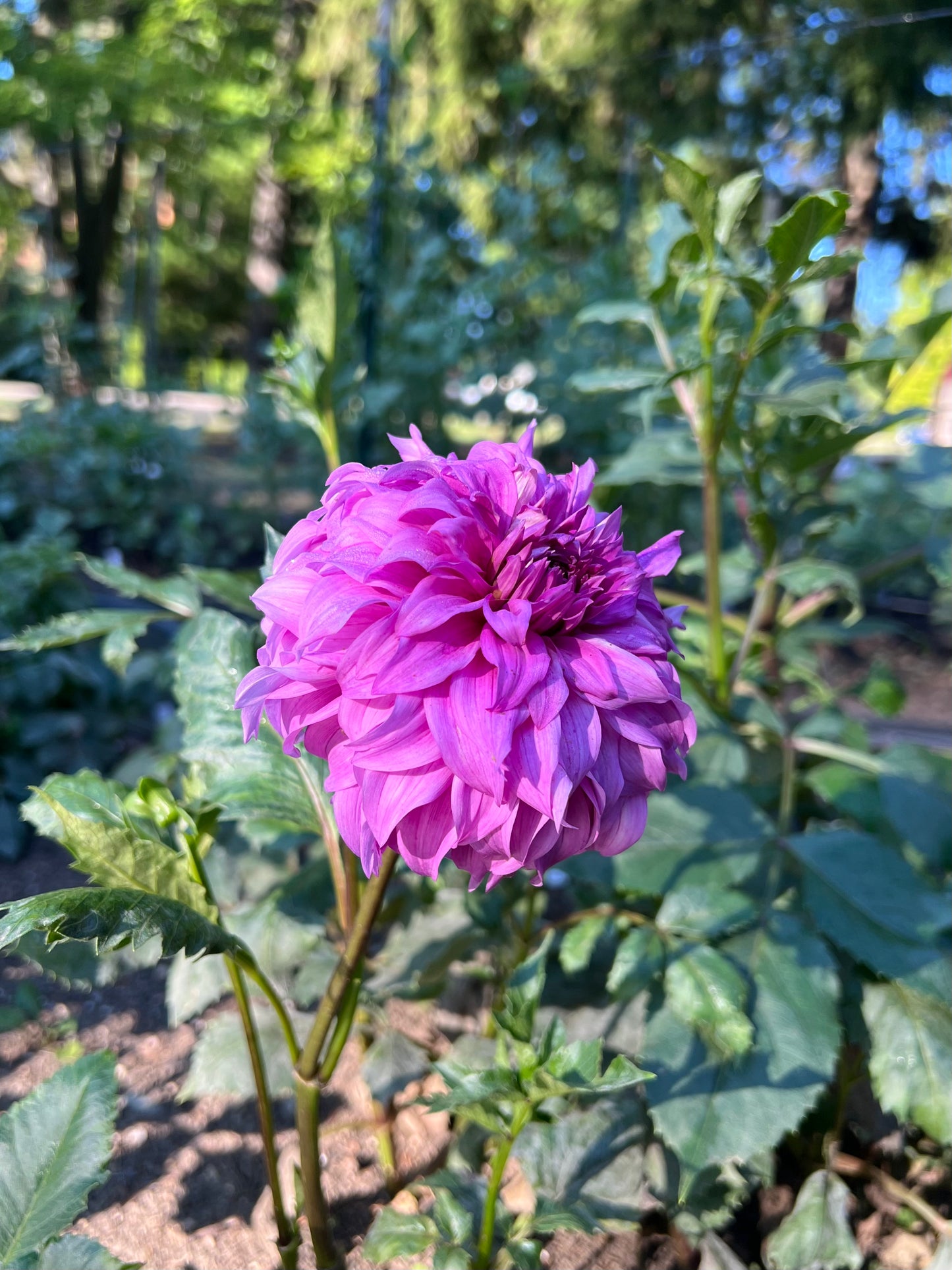 'Wyn's Flowerlady Mom' Tuber