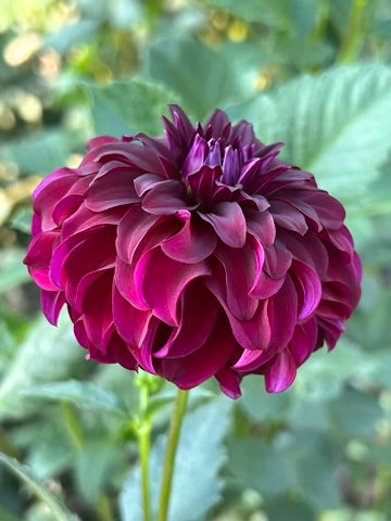 'River's Penelope' Tuber