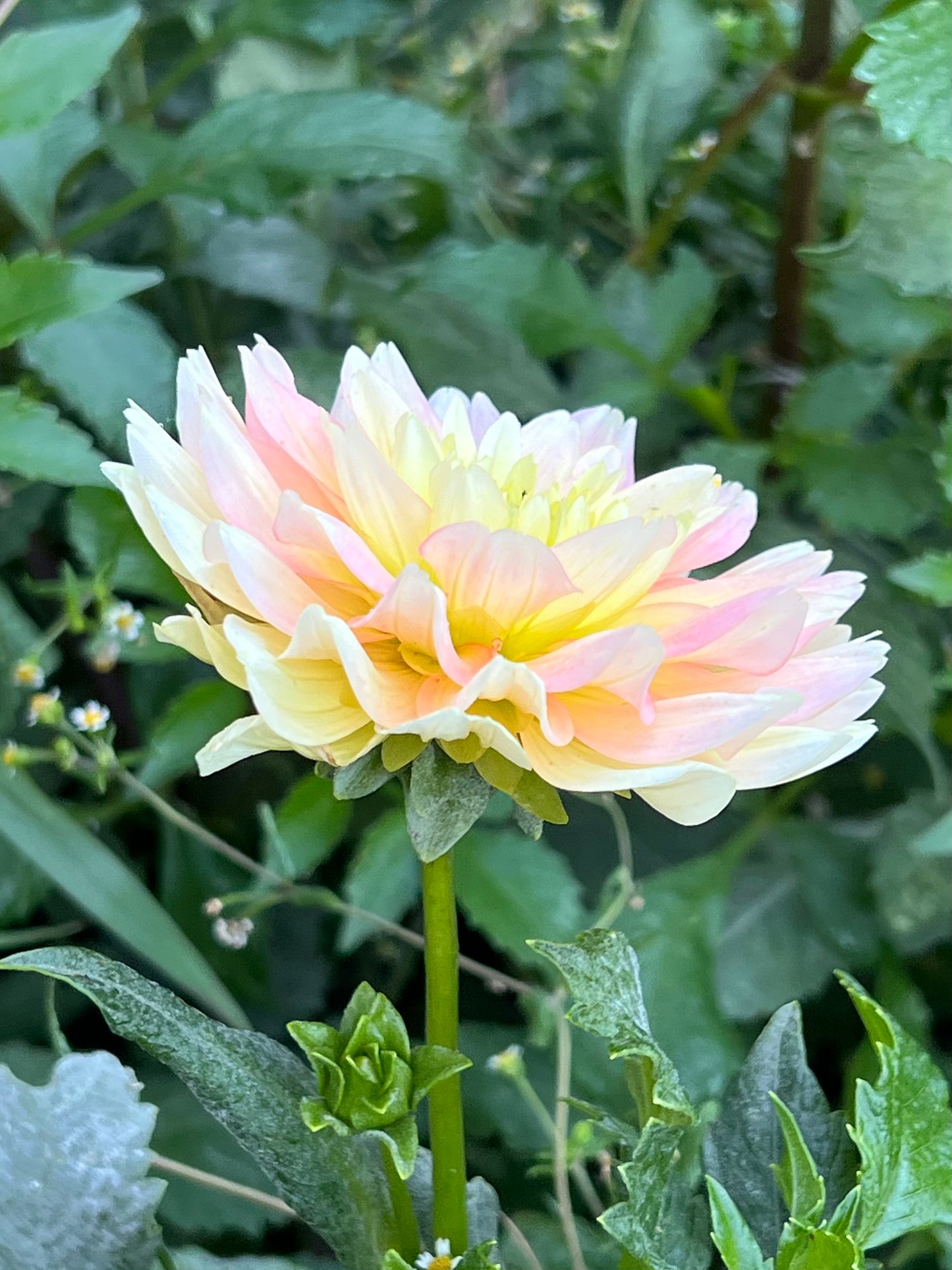 'Verkist Tranquility' Tuber