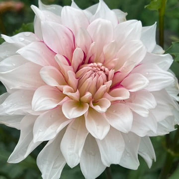 'AC Sandra J' Tuber