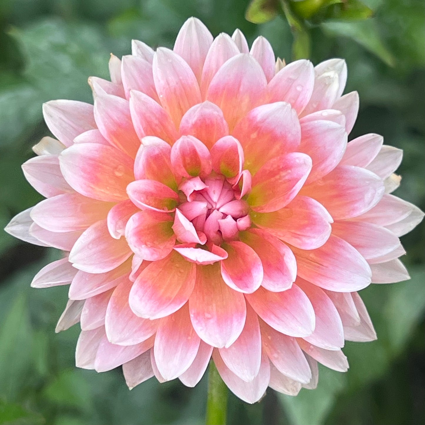 'Summit Festival' Tuber