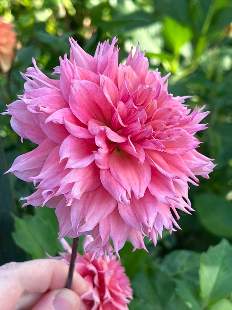 'Lee's Strawberry Fizz' Tuber