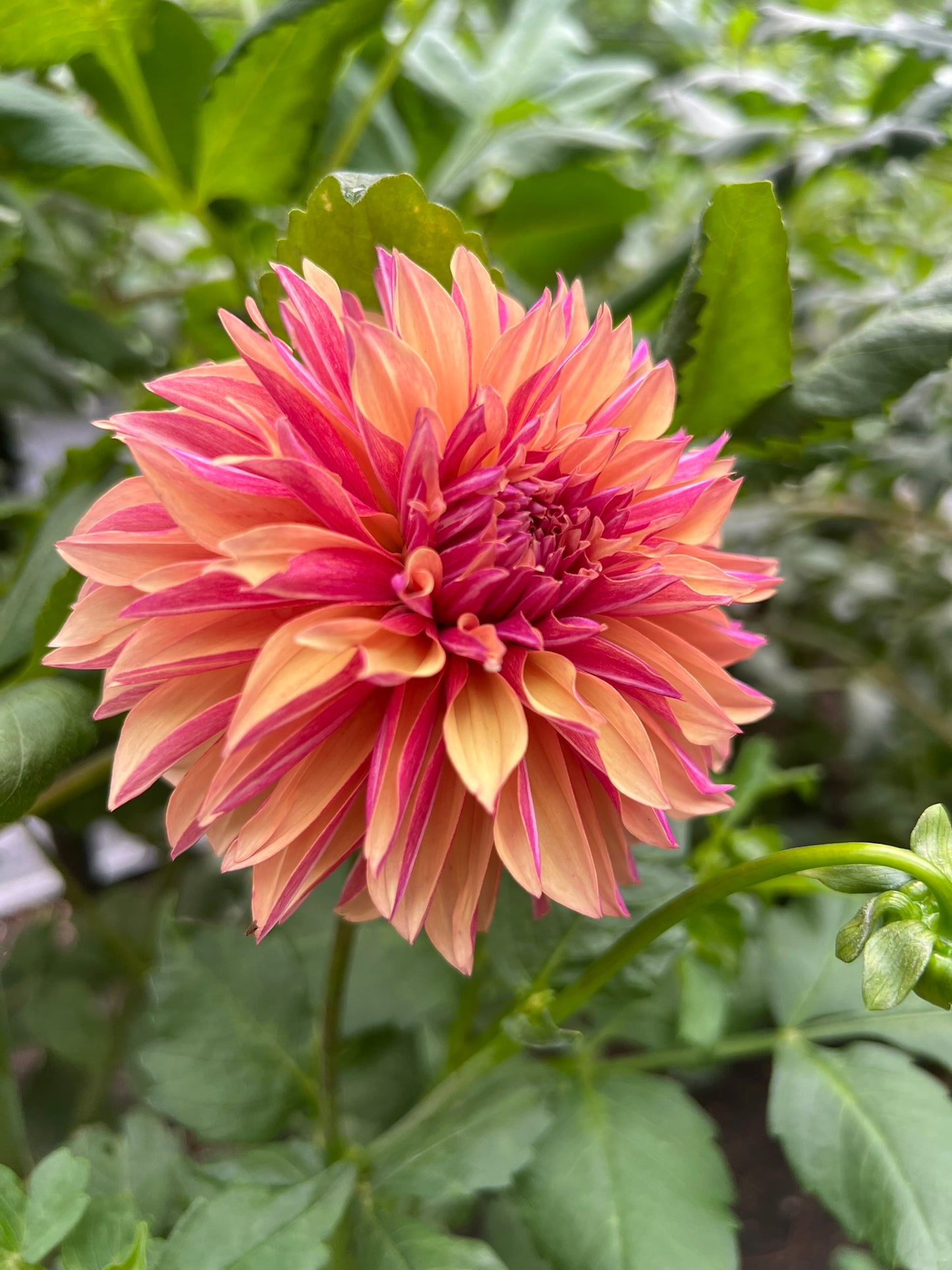 'River's Elizabeth' Tuber