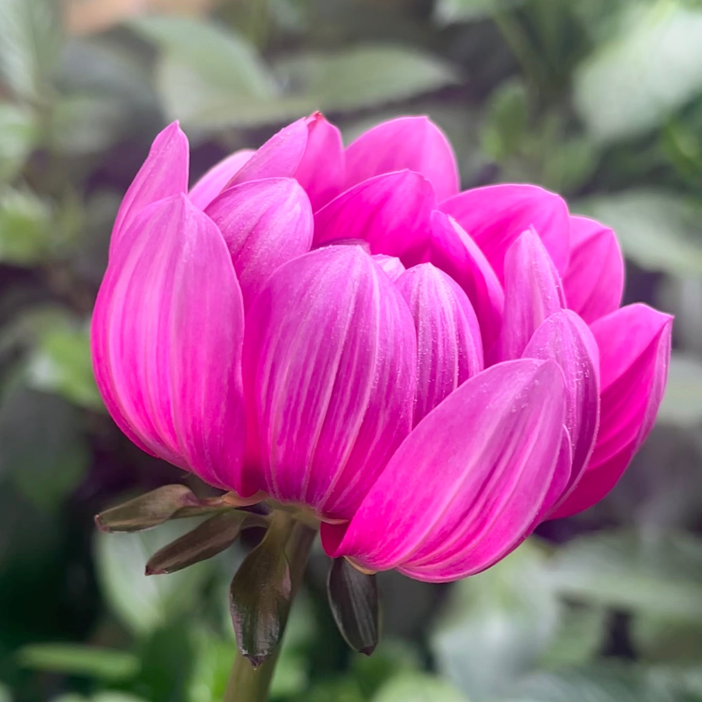 'Hollyhill Amethyst' Tuber