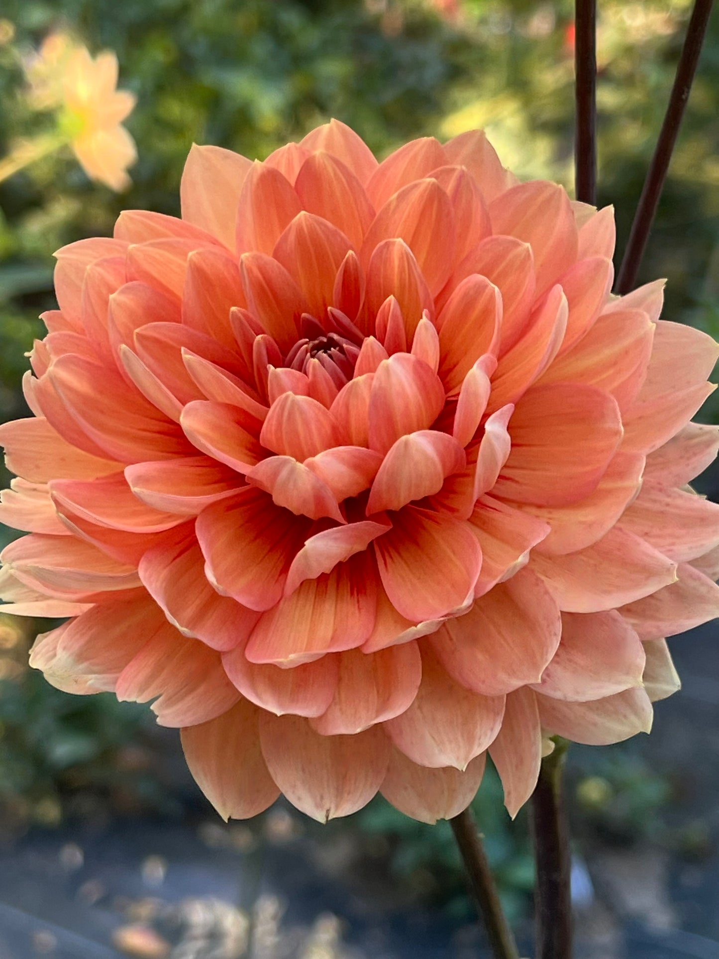 'Nicholas' Tuber