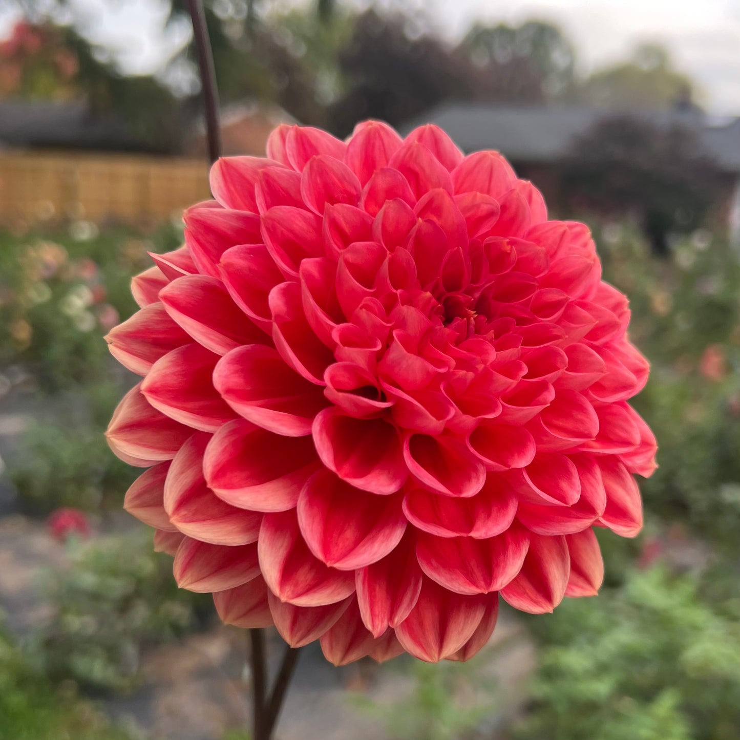 'Intrigue' Tuber