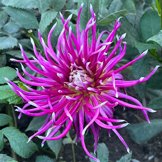 'Hollyhill Spiderwoman' Tuber