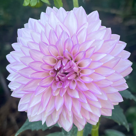 'Clearview David' Tuber