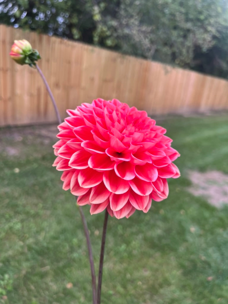 'Intrigue' Tuber
