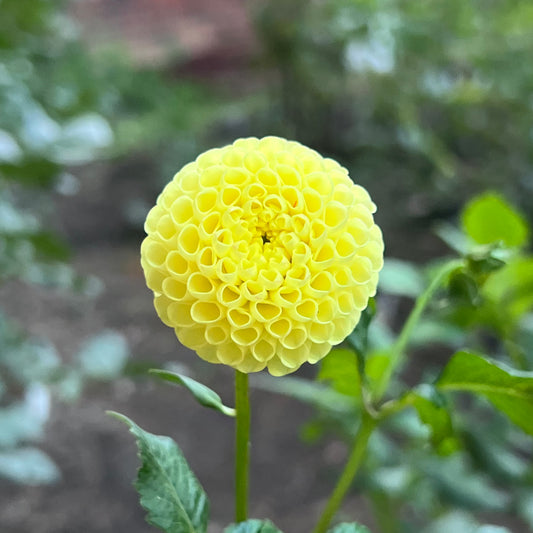 'Little Scottie' Tuber