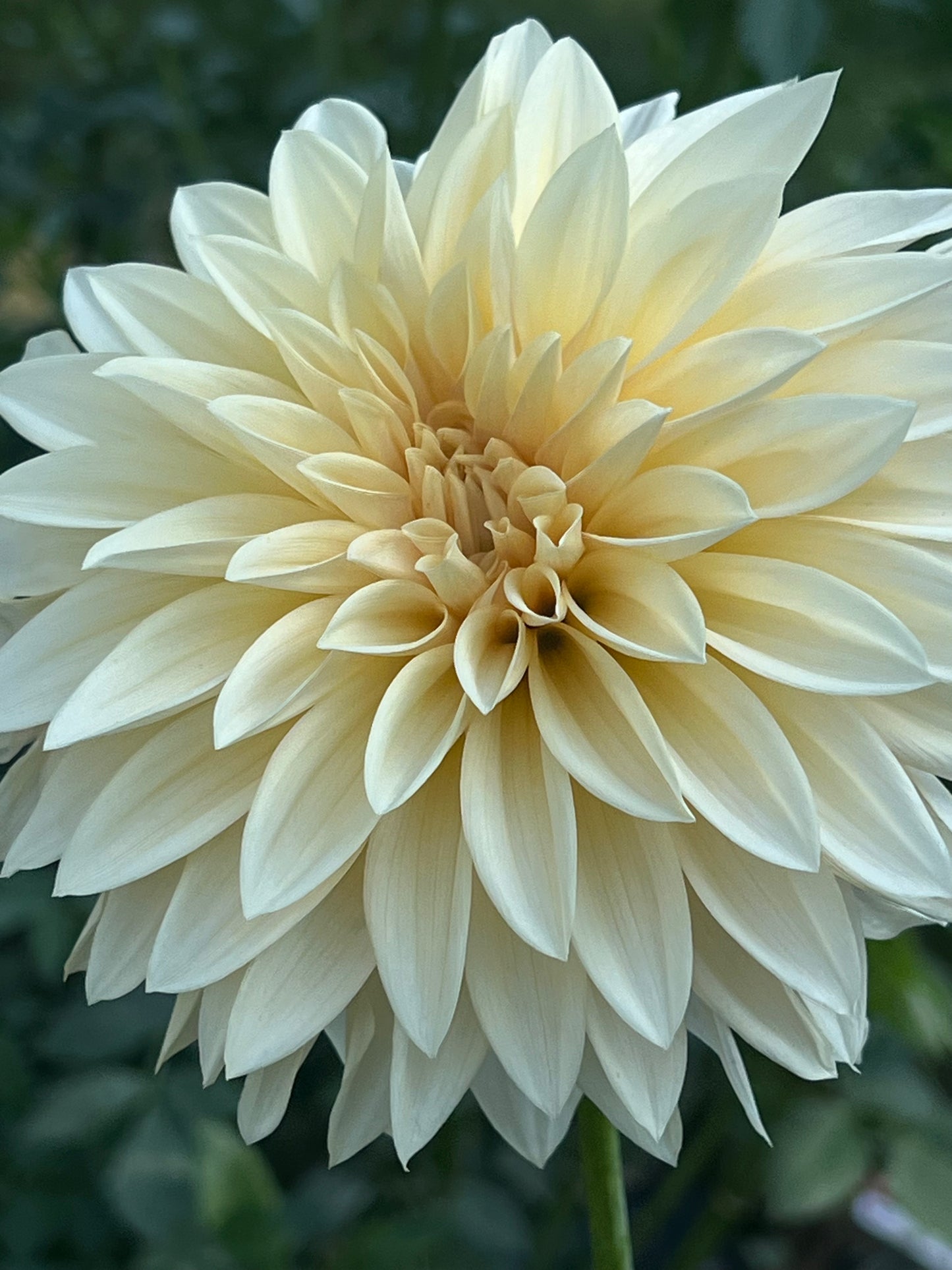 'Cafe au Lait' Tuber