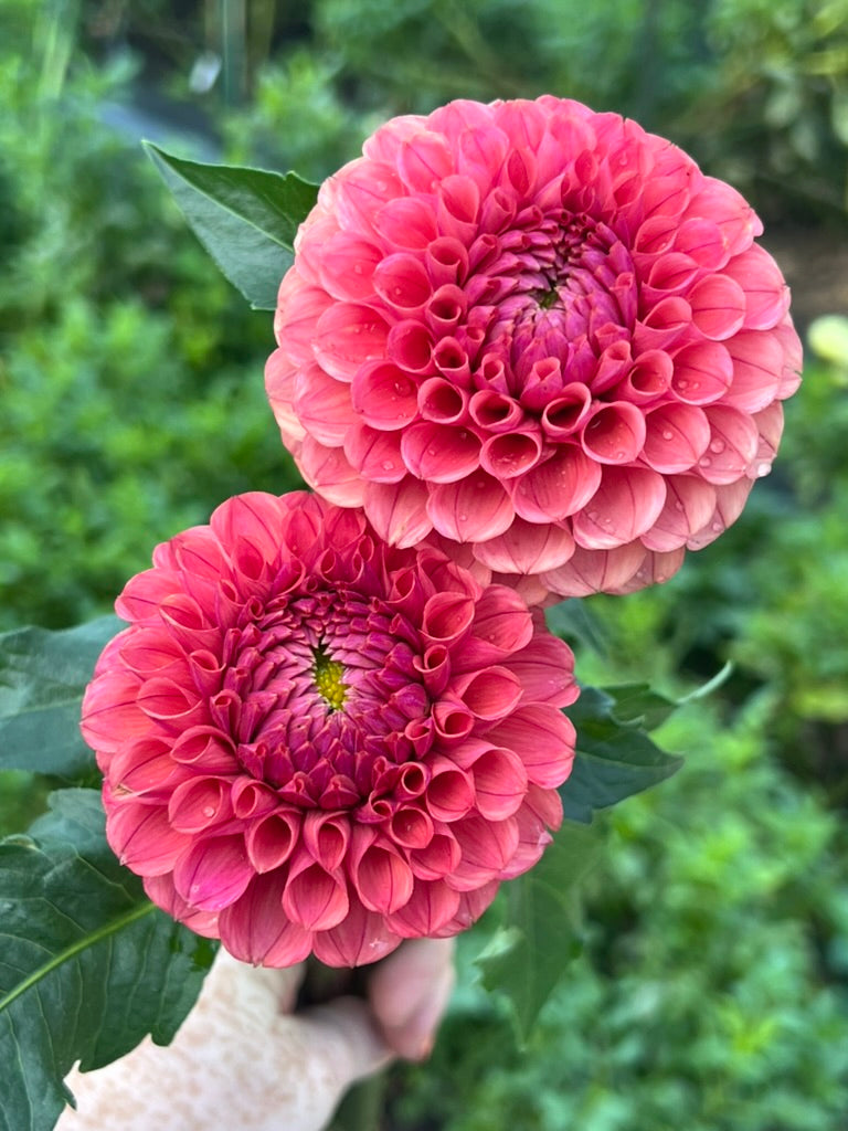 'Levi's Kaleidoscope' Tuber