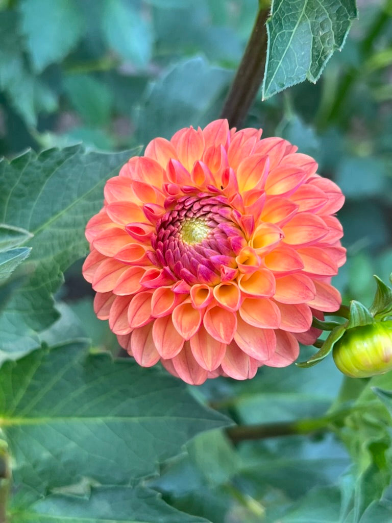 'Clearview Butterscotch' Tuber