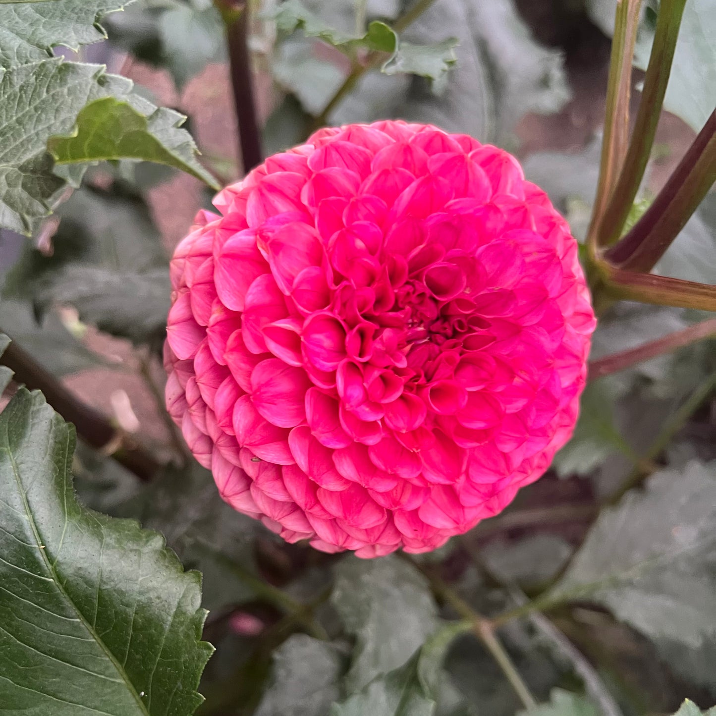 'Levi's Kaleidoscope' Tuber