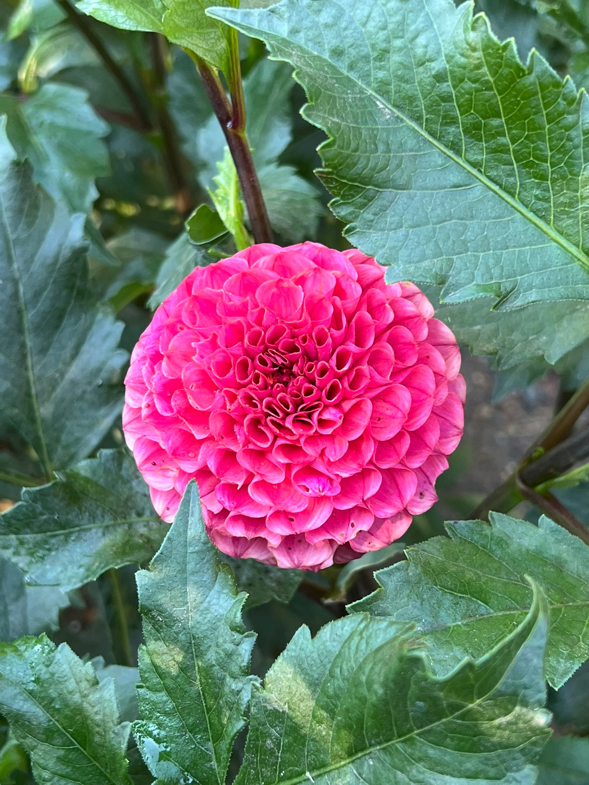 'Levi's Kaleidoscope' Tuber