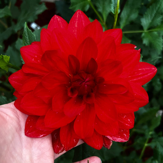 'Angels of 7A' Tuber