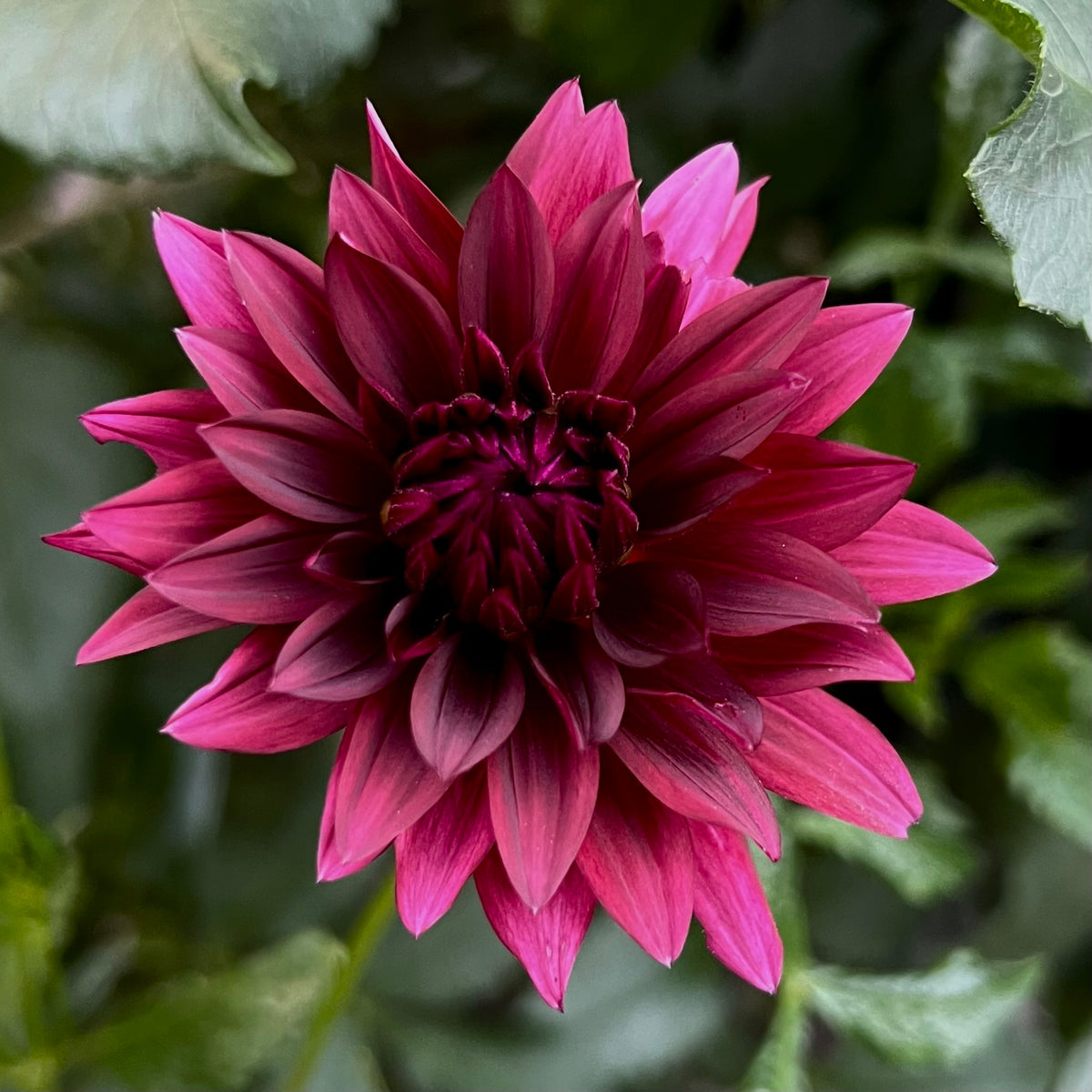 'River's Fran' Tuber