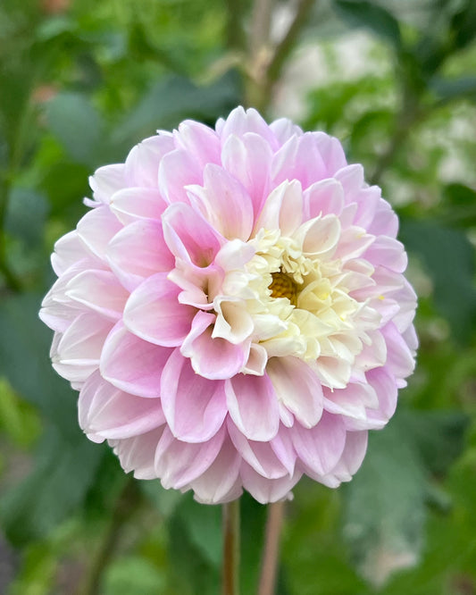 'Fluffles' Tuber