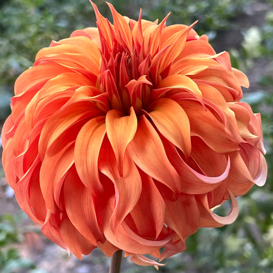 'Bloomquist Jean' Rooted Cutting