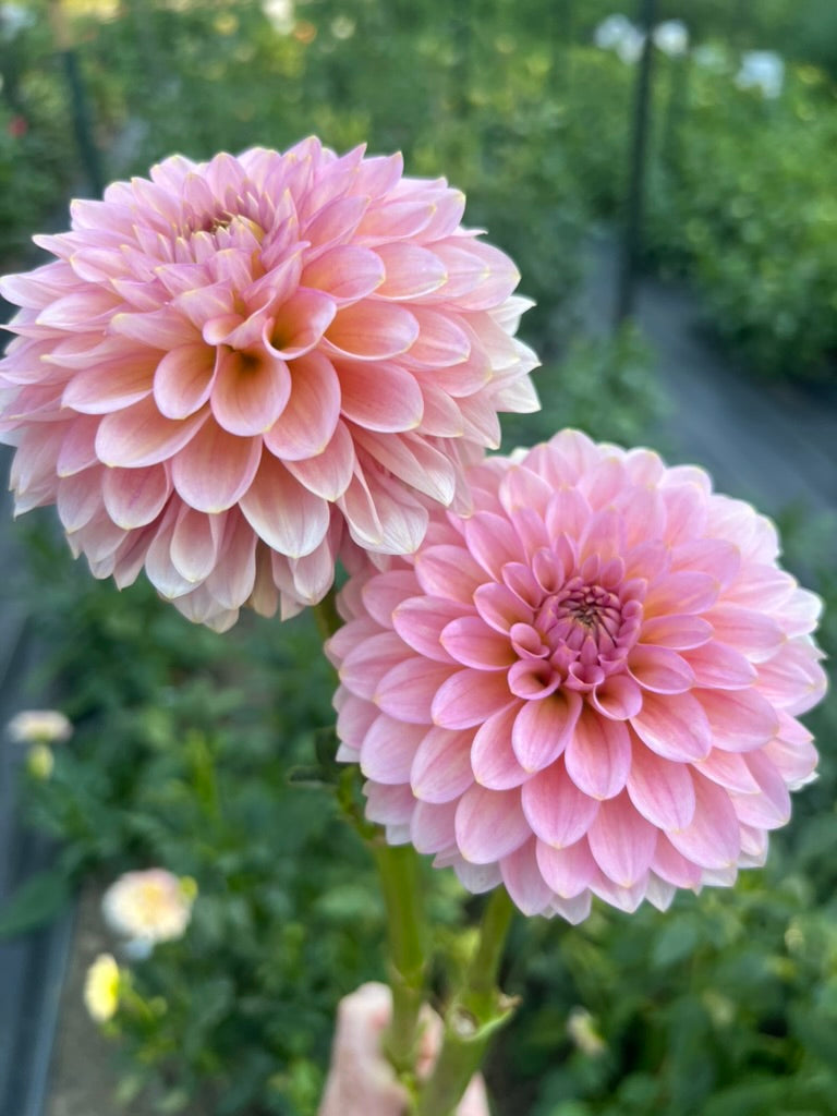 '20th Ave Pink Cloud' Tuber