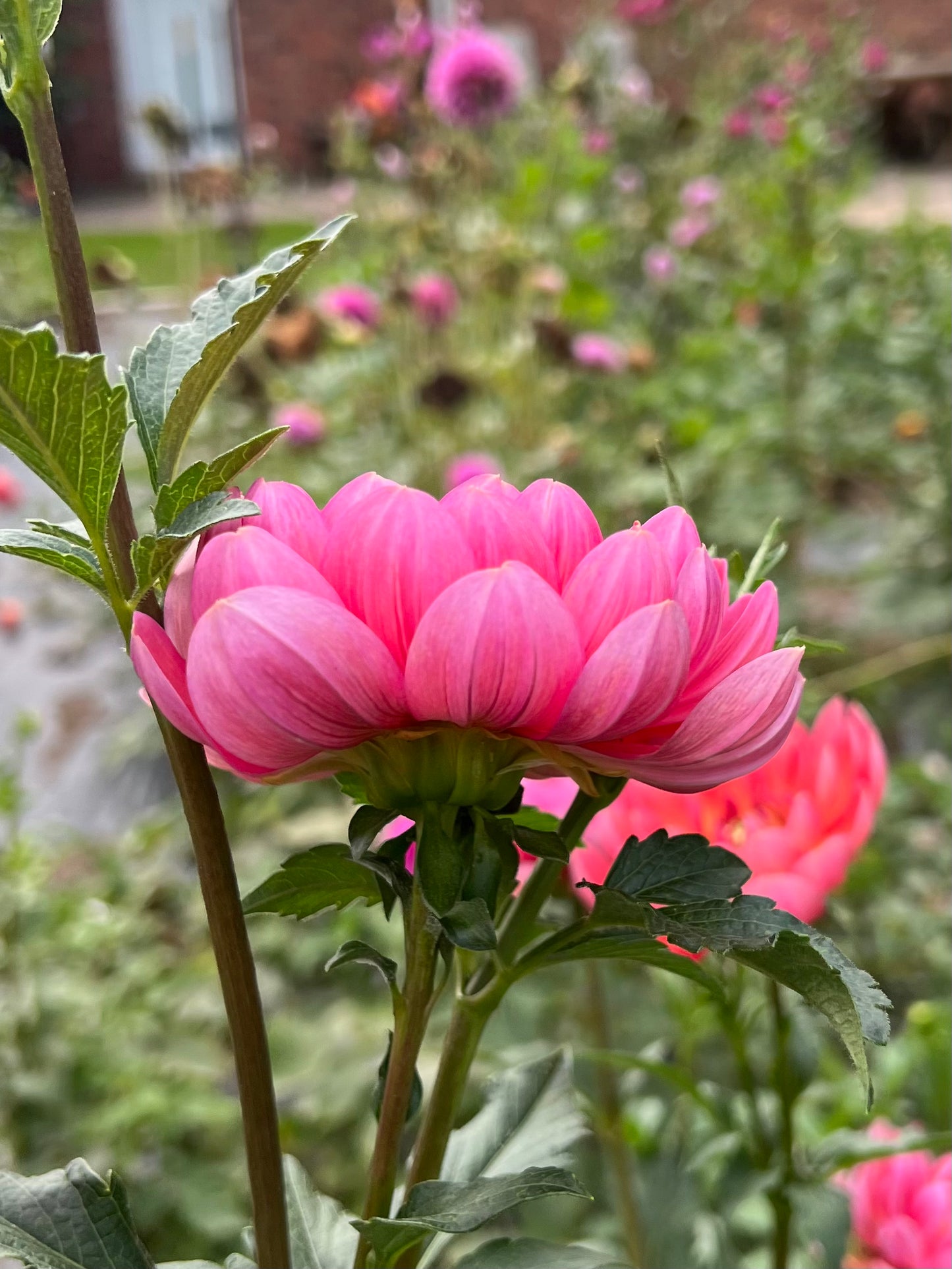 'Hollyhill Daydream' Tuber