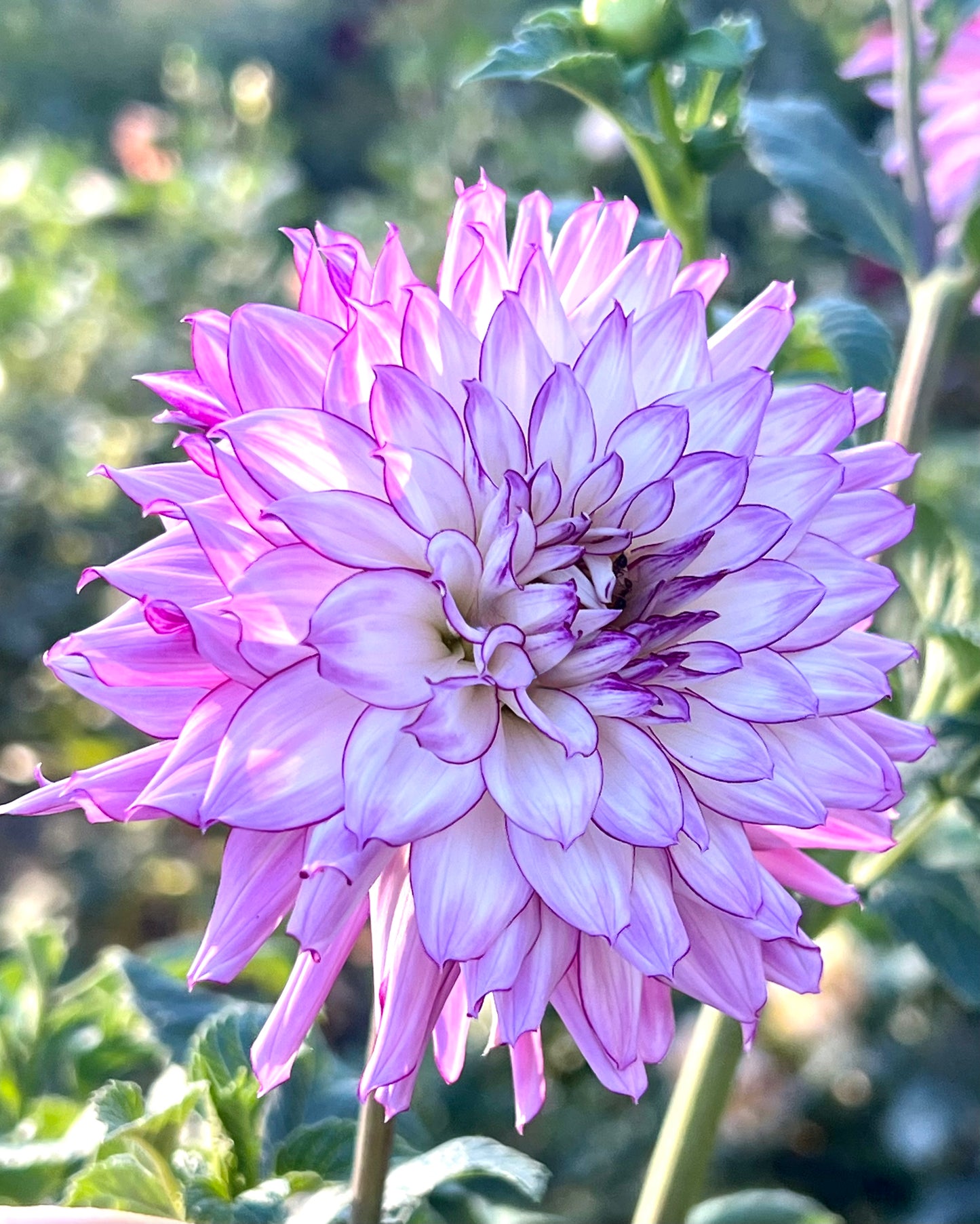 'Belred Desire' Tuber