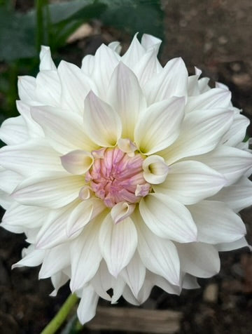 'Bloomquist Compare' Tuber