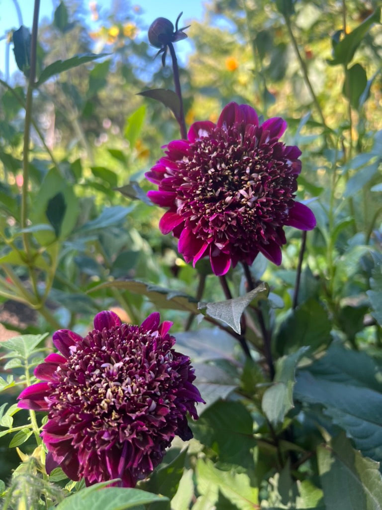 'Rosie Raven' Tuber