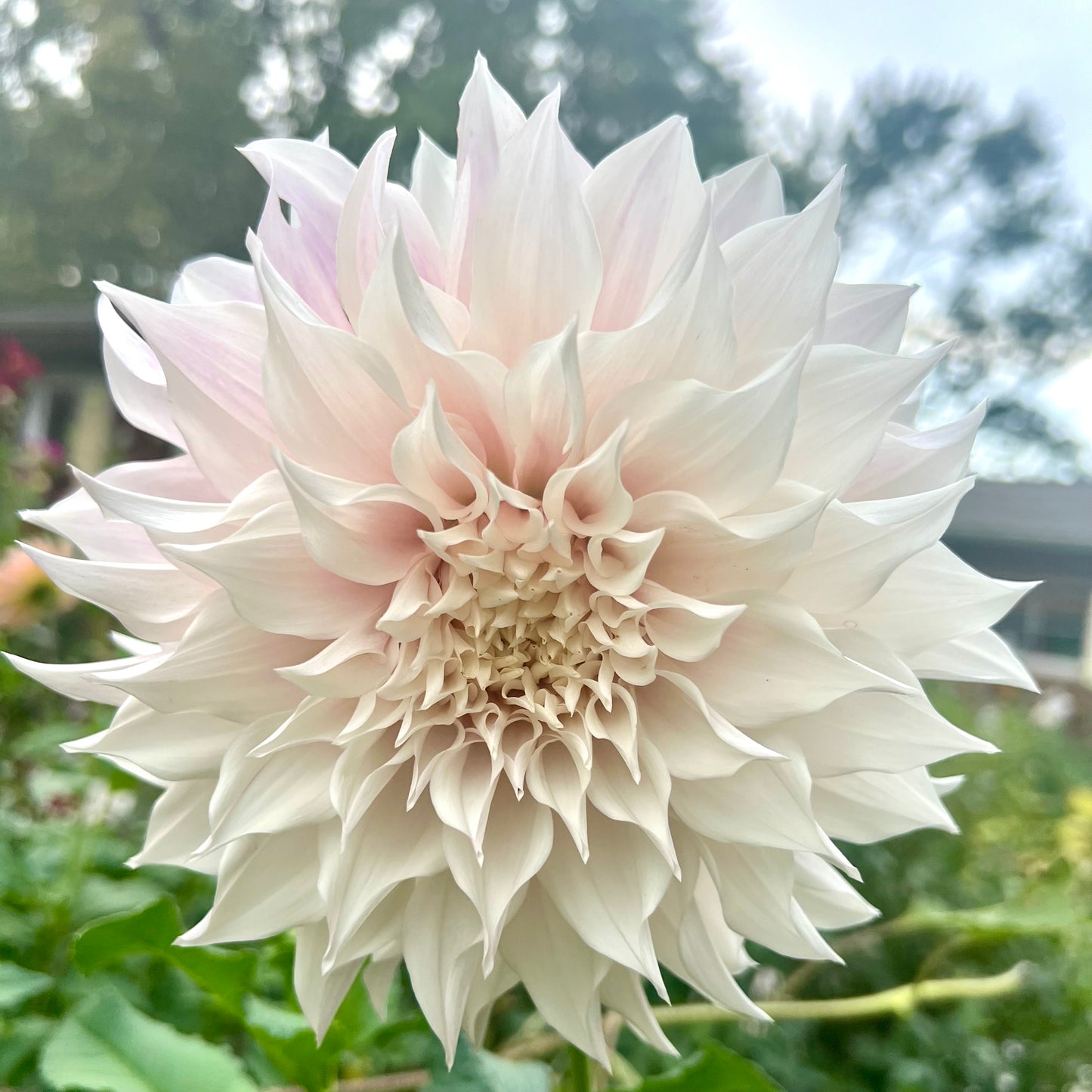 'KA's® Lavender Blush' Tuber