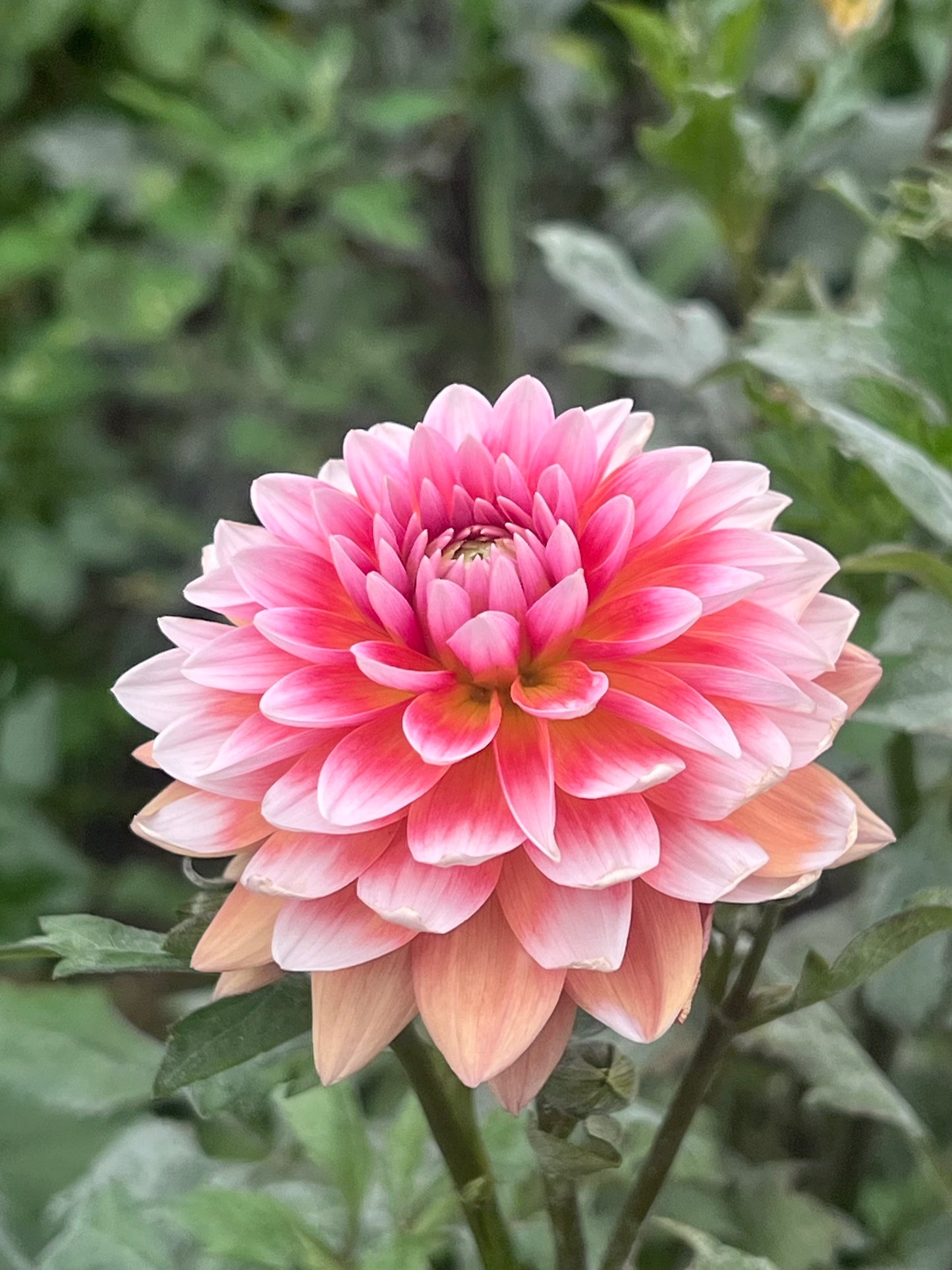 'Summit Festival' Tuber