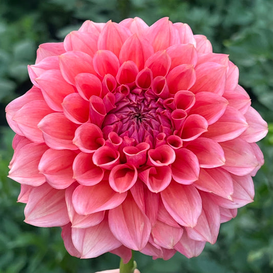 'RM Pink Sugar' Tuber
