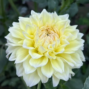 'Westerton Lilian' Tuber