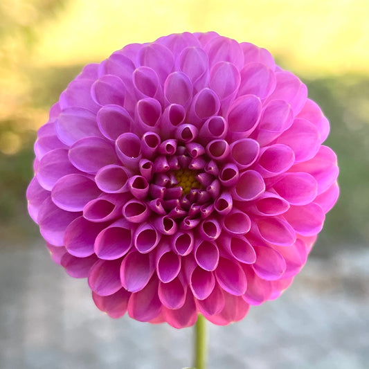 '20th Ave Ingrid' Tuber