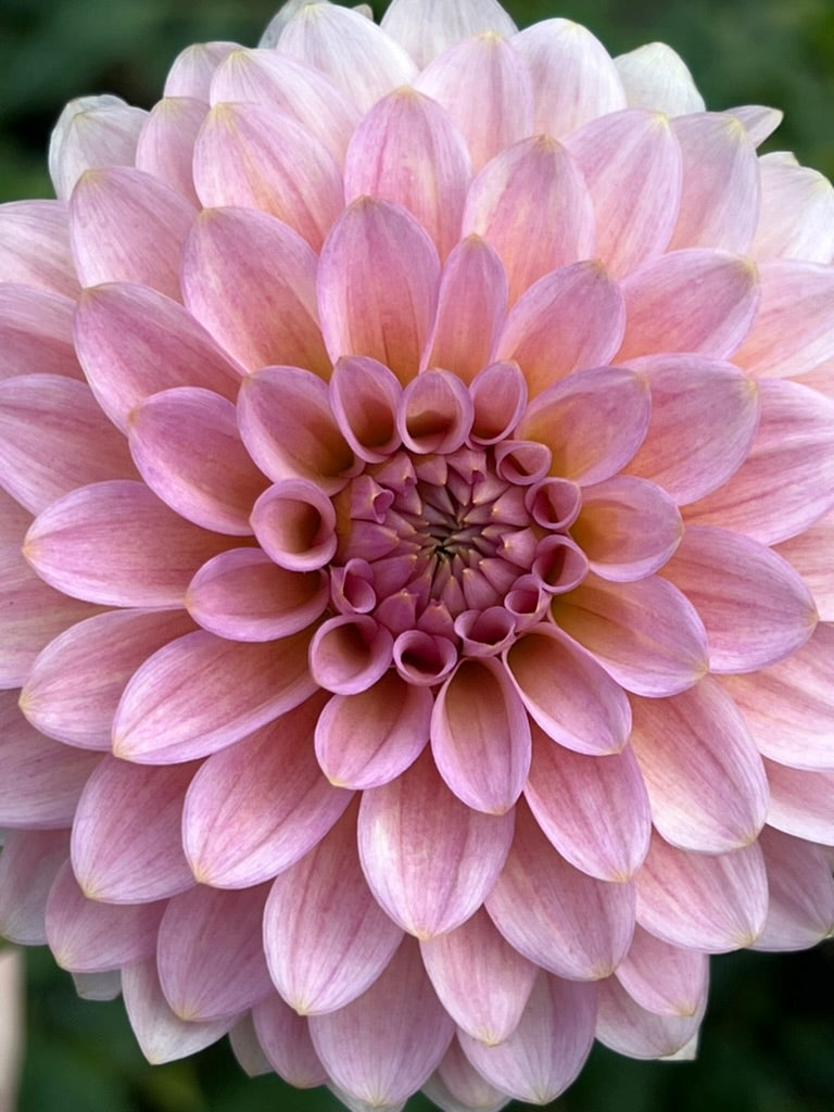 '20th Ave Pink Cloud' Tuber