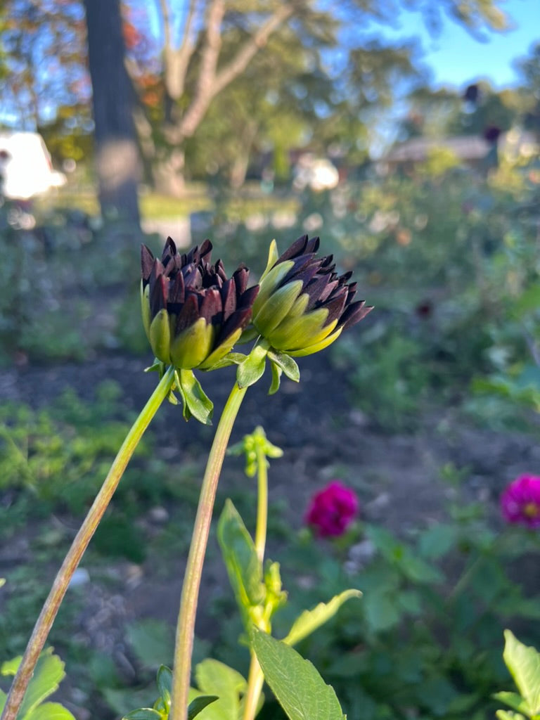 'Czarny Charakter' Tuber