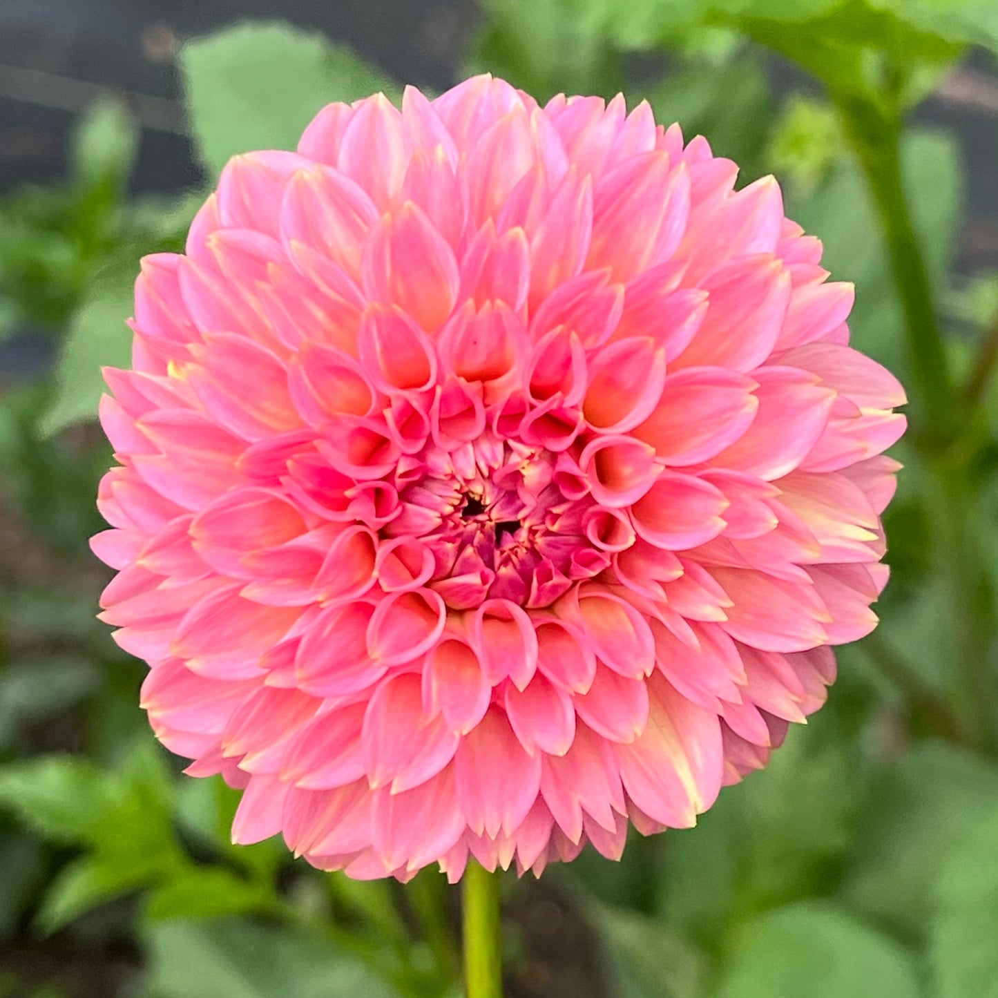 'Florelie Flamingo' Tuber 🇦🇺