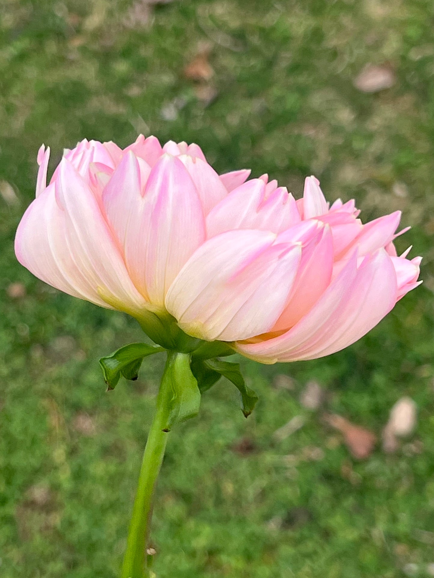 'Rosemary Webb' Tuber