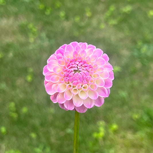 'Odyssey' Tuber